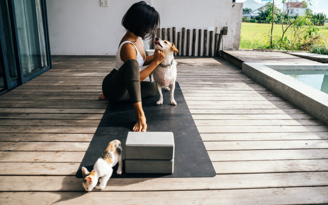 Assurez le bien-etre de vos animaux avec une assurance adaptee