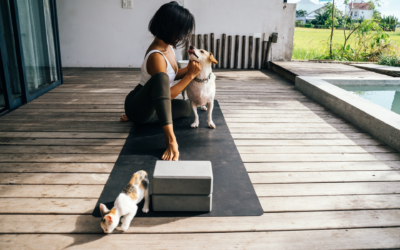 Assurez le bien-etre de vos animaux avec une assurance adaptee